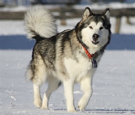 Alaskan Malamute Breeders In The Usa With Puppies For Sale Puppyhero