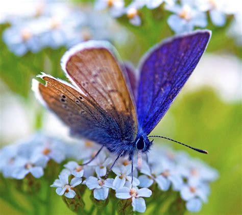 Pin By Sheryl Kaplan On Butterflies With Images Blue