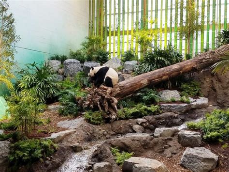 Panda Passage At Calgary Zoo Cost Of Wisconsin Inc