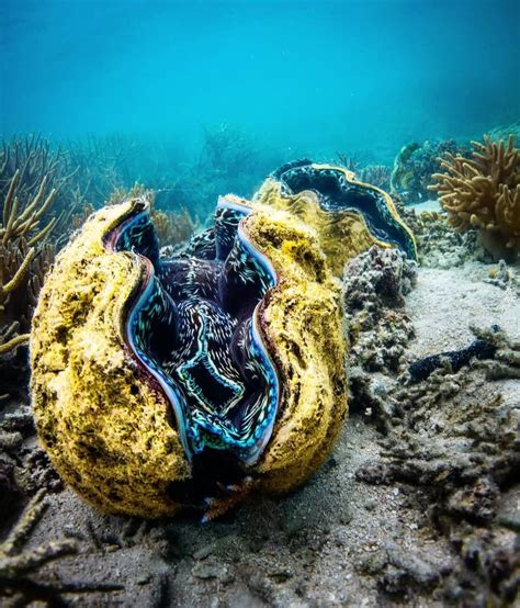 Three Treasures A Throw Back To An Old Favourite Giant Clams Line The Sea Floor Off The