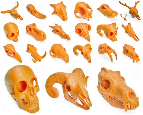 Boneheads D Printed Skulls D Printing Industry