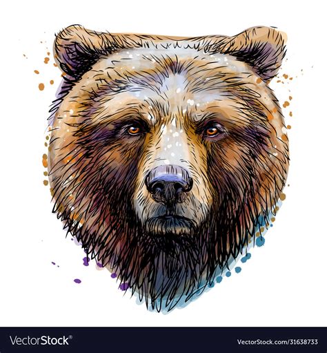 Sketchy Colored Portrait A Brown Bear Looking Vector Image