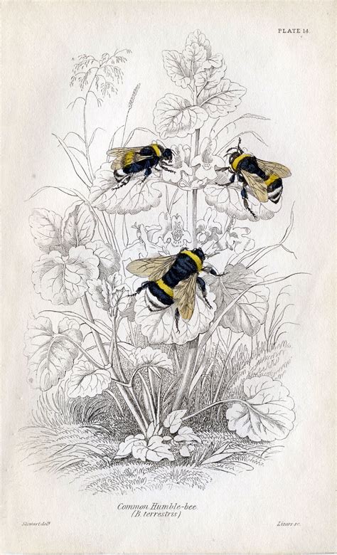 Vintage Clip Art Fabulous Bumble Bees The Graphics Fairy