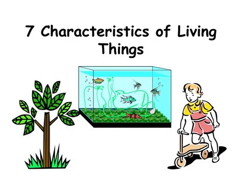 Ppt 7 Characteristics Of Living Things Powerpoint Presentation Free
