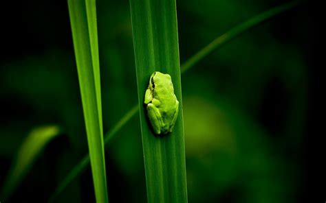 Best high quality 4k ultra hd wallpapers collection for your phone. Kermit the Frog Wallpaper (53+ images)