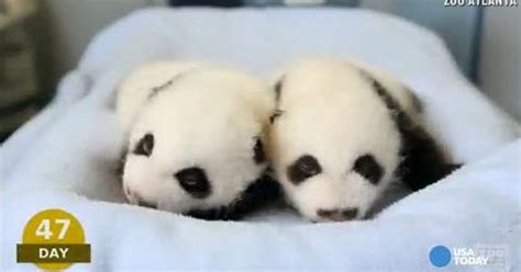 Watch Adorable Panda Cubs First 100 Days