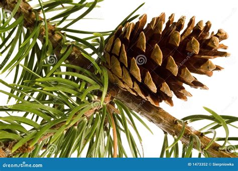 Isolated Pine Branch With Cones Stock Photo Image Of Autumn Nature