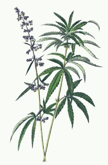 Marijuana or cannabis plant in pot herbs in a vector. Hemp Plant Drawing - ReusableArt.com
