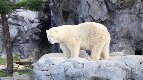 Polar Bear At Seaworld On The Gold Coast Youtube