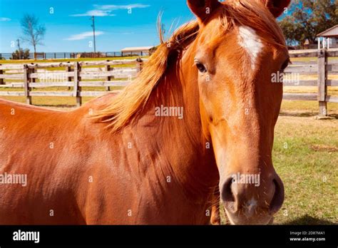 Striking Portrait Of Healthy Chestnut Horse Stock Photo Alamy