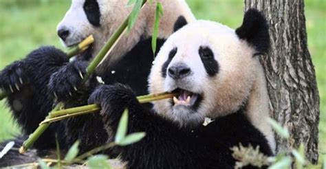 Worlds Oldest Captive Giant Panda Celebrates 38th Birthday Pandaily