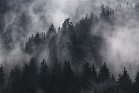 Free Images Tree Nature Forest Mountain Snow Cloud Sky Fog Mist Sunlight Morning
