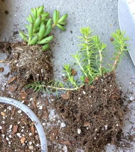 Check spelling or type a new query. Mother of Thousands or Mother of Millions? - Succulent ...