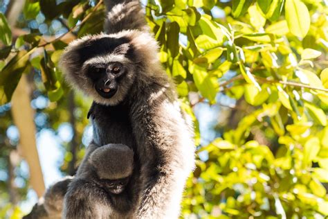 Endangered Gibbons Are Hooking Up Across The Globe Thanks To Zoologist