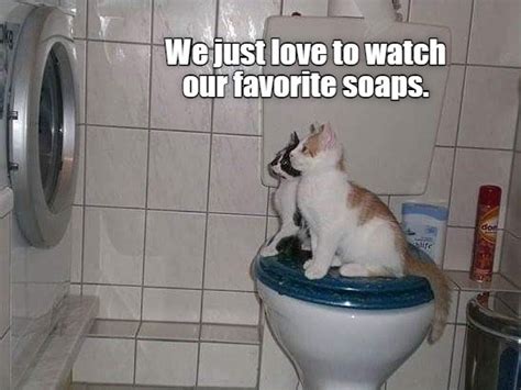 Soaps Lolcats Lol Cat Memes Funny Cats Funny Cat Pictures With Words On Them Funny