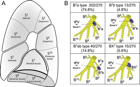 A Schematic Of Segment S Anatomy Of Right Lung B Bronchus