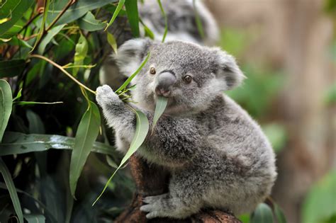 Puluhan koala ditemukan mati atau terluka di kawasan hutan produksi di negara bagian victoria, australia. Il koala Ash è nato in Australia: il suo è un bellissimo ...