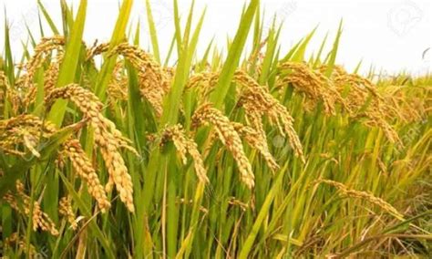 Cultivation of MTU 1001 variety of paddy banned