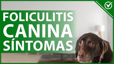 🐶 ¿qué Es La Foliculitis Canina Y Cuáles Son Los Síntomas
