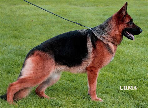 Beautiful Adult Female German Shepherds For Sale From