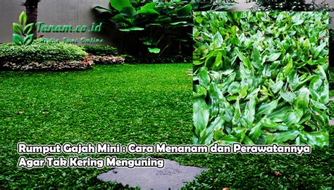 Cara yang pertama memungkinkan perbanyakan dengan lebih cepat. Rumput Gajah Mini : Cara Menanam dan Perawatannya Agar Tak ...