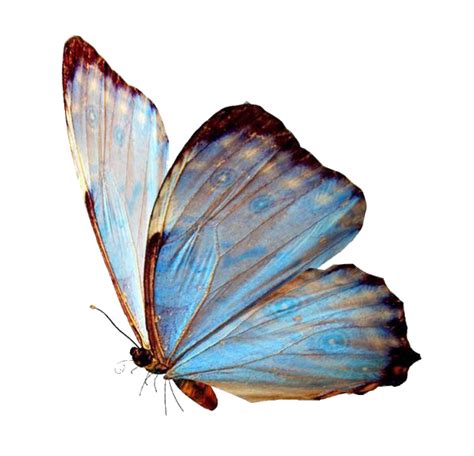 #freetoedit#butterfly #nichememe #aesthetic #sticker #vaporwave # #remixit | Butterfly art ...