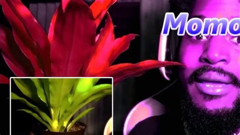 Coryxkenshin Momo The Plant Intro Original Video Link In Desc Youtube