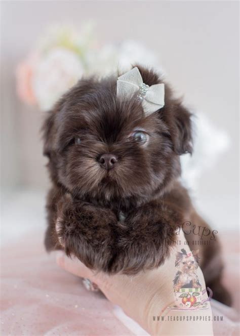 Healthy, purebred shih tzu puppies directly from ethical breeders. Imperial Shih Tzu Puppies For Sale by TeaCups, Puppies ...