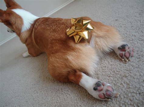 20 Pictures That Show Corgis Are The Best Dogs Ever