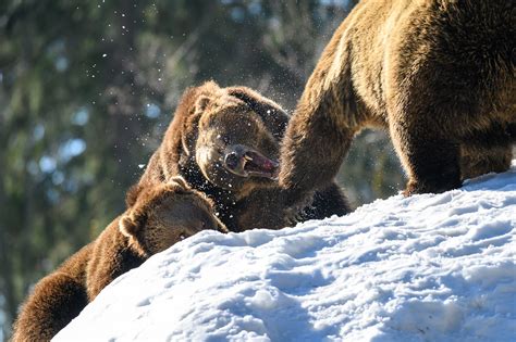 Mother Bear Protecting A Cub Luftwalk Flickr