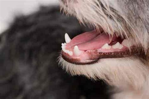 What The Color Of Your Dogs Gums Can Tell You My Animals