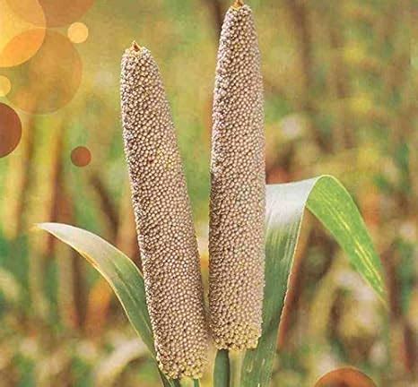 Indian Millet Initiative