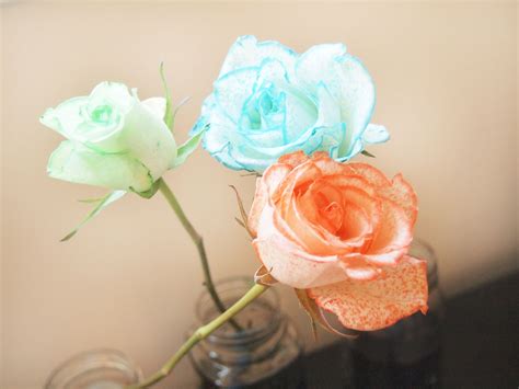 Flowers absorbing stem dye in time lapse. How to Dye White Roses with Food Coloring: 8 Steps (with ...