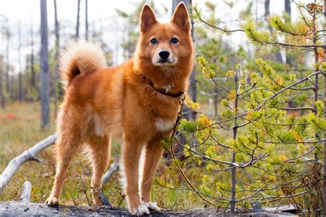 10 Dog Breeds That Look Like Fox Hubpages