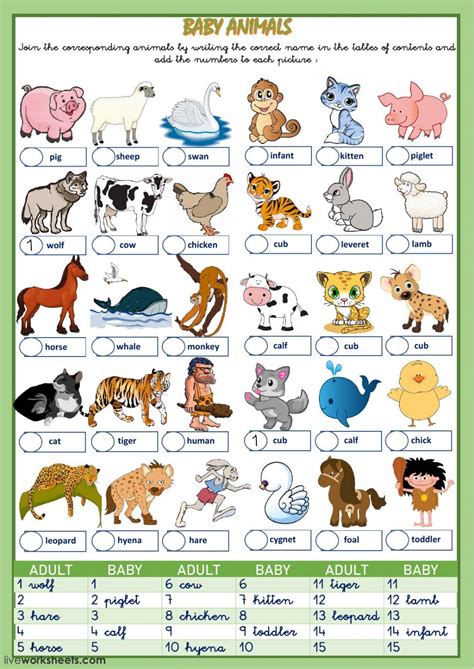 Animals Worksheet For Kindergarten Pdf Worksheets