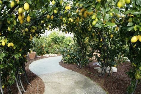 Hesperidarium Citrus Garden