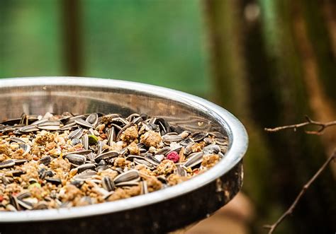 Blackbirds have black beaks and eyes. 15 Tips on How to Get Rid of Starlings Fast [Humanely ...