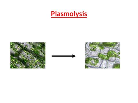 Plasmolysis Lab Ppt Download