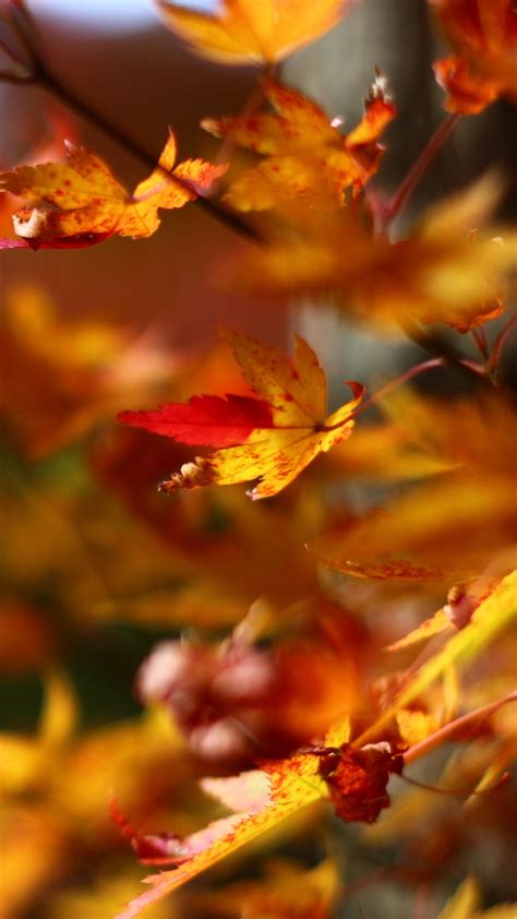 Download Wallpaper 1080x1920 Maple Leaves Branches Blur Autumn