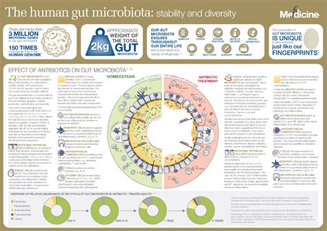 The Effects Of Antiobiotics On Gut Health The Human Gut Microbiota