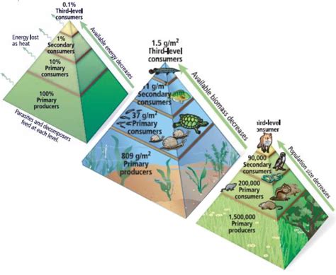 Different Types Of Ecological Pyramids Definition And Examples