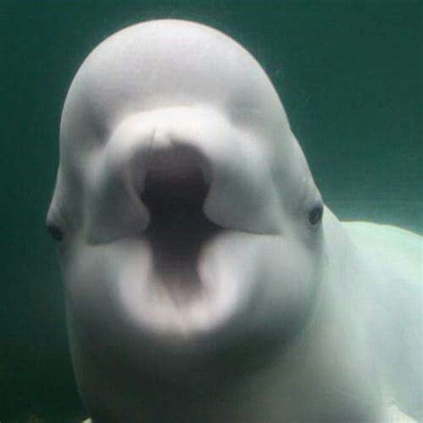 This Is A Beluga Whale They Have Squishy Faces And Are Able To Move Their Mellon Like