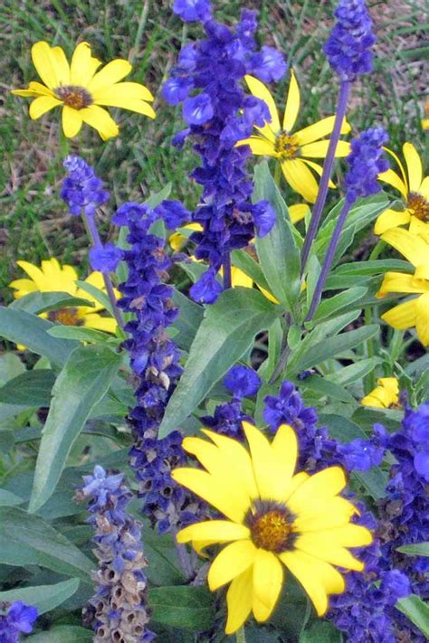 Plant Flowers Like Blue Salvia And Yellow Daisies Together To Create