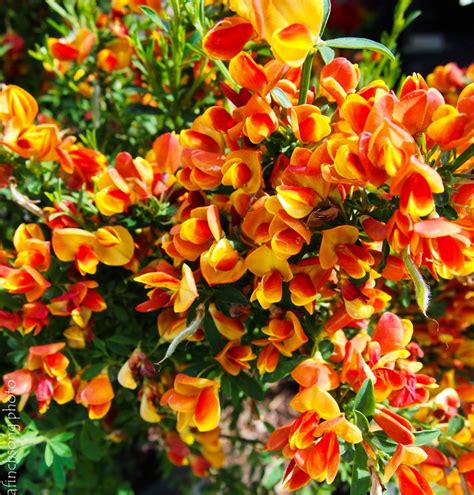 Check out our flowering bushes selection for the very best in unique or custom, handmade pieces from our plants shops. Pin on Flowering Shrubs