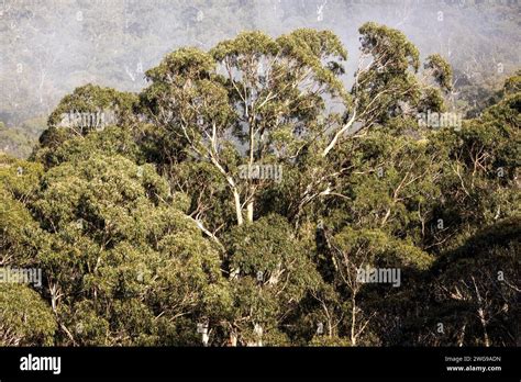 Eucalyptus Pauciflora Snow Gum Trees In Kosciusko National Park Native