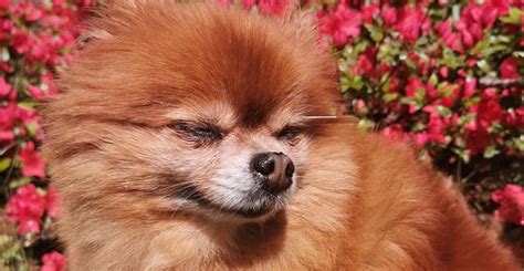 15 Cool Facts You Didnt Know About Pomeranians Petpress