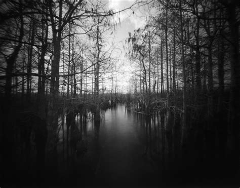 Everglades Florida Pond Cypress Trees Photograph By Rudy Umans Fine