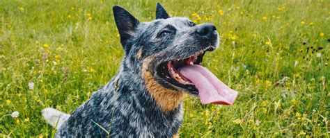 Download Wallpaper 2560x1080 Dog Pet Protruding Tongue
