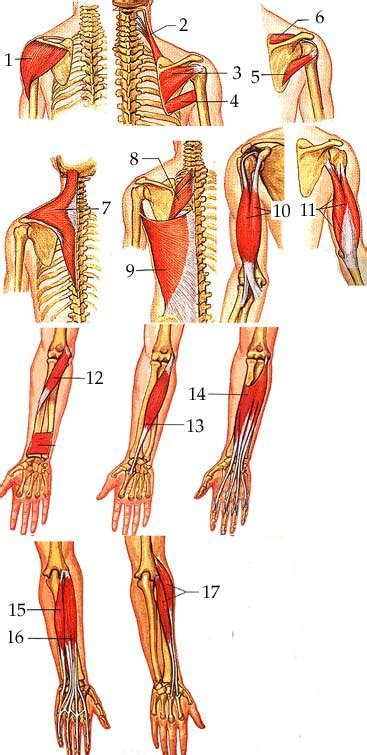 Arm Muscles Names The Massive Muscle Anatomy And Body Building Guide