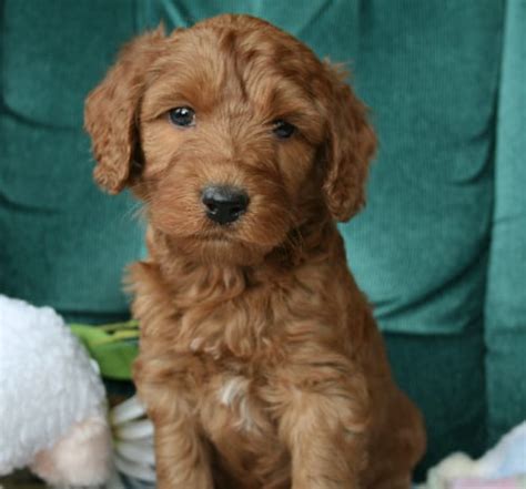 Browse thru our id verified puppy for sale listings to find your perfect puppy in your area. Labradoodle Breeders & Mini Labradoodle Puppies For Sale ...